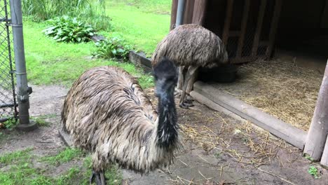 Emu-Mira-Hacia-Adelante-Mientras-Otro-Se-Alimenta-Detrás,-Parque-Zoológico-Alto