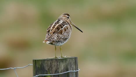 Common-Snipe-resting-on-a-fence-post-and-turning-its-head-towards-the-camera