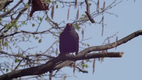 Slow-motion-medium-shot-of-a-young-Blackbird-sitting-on-a-swaying-branch