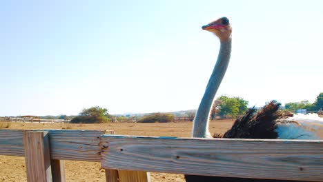 A-Beautiful,-Large-Ostrich-Walking-By-The-Fence---Wide-Shot