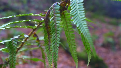 Ferns-Leaves-Gently-Moving-In-The-Wind