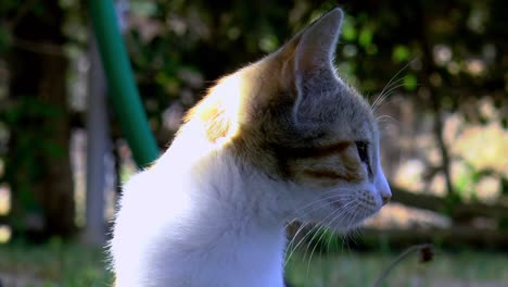 Calico-cat-in-the-garden-looks-into-the-camera,-close-up