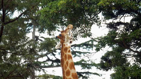 Giraffe-Streckt-Ihren-Hals,-Um-In-Den-Himmel-Zu-Schauen