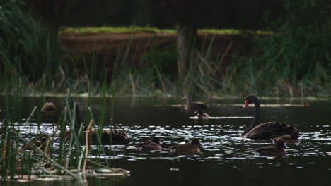Two-beautiful-black-swan-floating-amongst-the-reeds-while-brown-ducks-splash-about