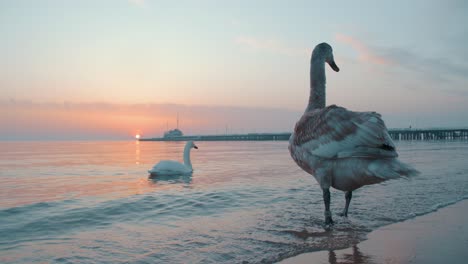 Un-Cisne-Parado-Junto-A-La-Orilla-Del-Mar-Al-Amanecer-Con-Un-Muelle-Al-Fondo-Y-Otros-Cisnes-Pasando