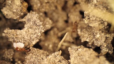 Dos-Hormigas-De-Fuego-Tratando-De-Eliminar-A-Un-Invitado-No-Invitado,-Un-Insecto-Blanco-Sin-Cáscara