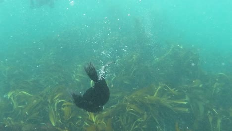 Neugieriges-Seelöwenbaby-Schwimmt-Hinab,-Um-Den-Seetang-Im-Atlantik-Zu-Erkunden