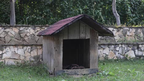 Shot-of-abandoned-dog-house-with-shingle-roof-in-backyard