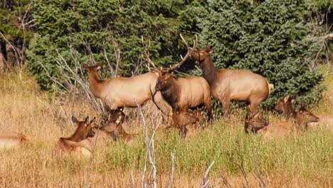 Female-cow-elk-mounts-a-male-bull-elk-during-the-rut