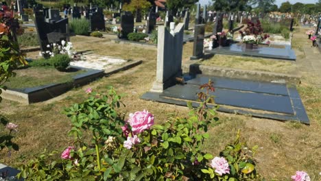 Beautiful-roses-with-revealing-shot-of-cemetery-with-marble-monuments
