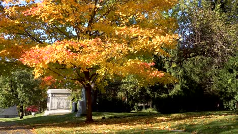 Goldgelbe-Herbstblätter-Auf-Einem-Friedhof-4k