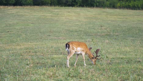 Fallow-deer-buck-with-beautiful-horns-grazing-grass-on-a-field,-static