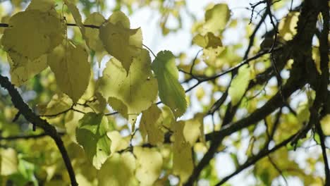 Nahaufnahme-Von-Gelben-Blättern,-Die-Sich-Im-Wind-Bewegen