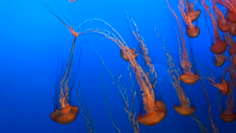 Pazifische-Seenesseln-Treiben-Und-Pulsieren-Harmonisch-Im-Monterey-Bay-Aquarium-In-Kalifornien