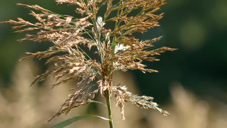 Close-up-of-a-grass-reed-in-focus-blowing-around-in-the-wind
