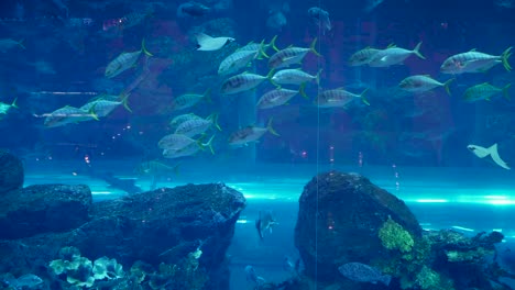 Ein-Zeitlupenvideo-Eines-Riesigen-Aquariums-Und-Von-Fischen