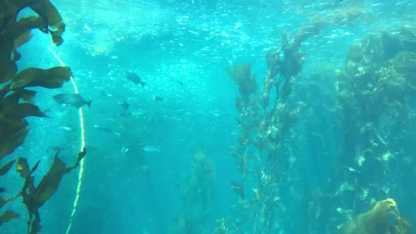 Unterwasseraufnahmen-Von-Meereslebewesen-Eines-Kelpwaldes,-Umgeben-Von-Riesigen-Algen,-Die-Im-Natürlichen-Sonnenlicht-Wachsen