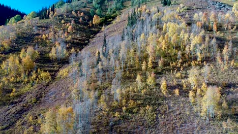 Colorado-Rocky-Mountain-Zitternde-Espen,-Die-Im-Herbstabendlicht-Golden-Werden
