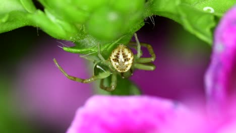 Closeup-footage-of-a-crab-spider-in-a-geranium-plant-getting-rid-of-a-drop-of-water