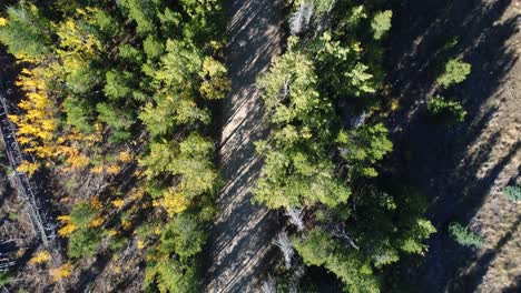 Aerial-looking-down-at-a-pine-and-aspen-forest-with-a-road-running-through-it