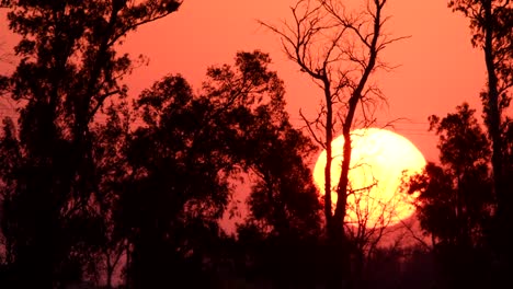 Big,-orange-sun-setting-behind-the-trees