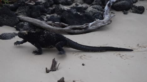 Marine-iguana-walking-on-sandy-beach-on-hot-day-in-the-Galapagos-Islands,-Ecuador