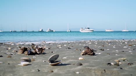 SLOWMO---Low-close-up-shot-of-opened-shells,-rocks-and-seaweed-on-Waiheke-Island-beach,-New-Zealand