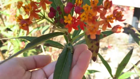 Caterpillar-crawling-on-a-milkweed-plant-with-small-hand-cradling-it-below