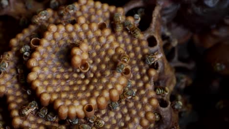 Extreme-Nahaufnahme-Einer-Wabe-Und-Bienen