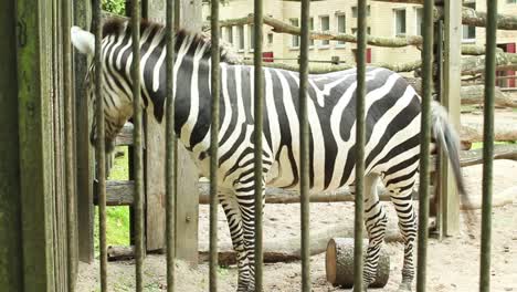 Zebra-in-the-zoo-cage