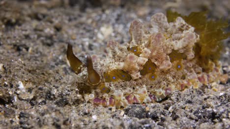 A-beautiful-decorated-Nudibranch-sliding-effortlessly-along-the-bottom-of-the-ocean