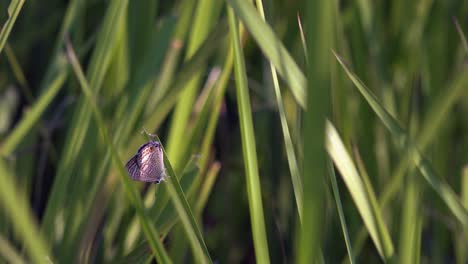 Medium-Shot-of-a-Butterfly-in-the-Grass-at-Sunset