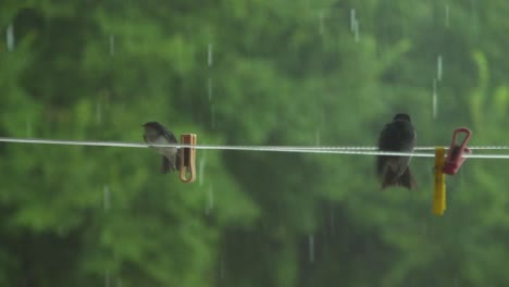 Two-birds-on-a-wire-fighting-with-the-wind-in-a-rainy-forest