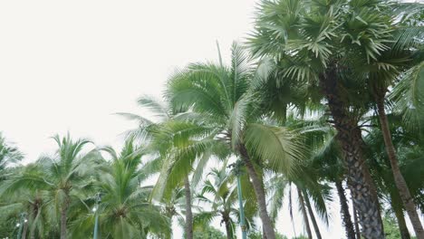 Beautiful-tropical-palm-trees-low-angle-view-with-rotation-on-vacation