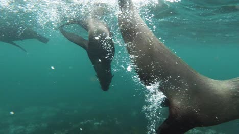 Neugieriger-Seelöwenwelpe-Kommt-Vorbei,-Hout-Bay,-Südafrika