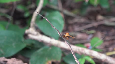 Close-Shot-of-a-Dragonfly-Flying-A-round-a-Branch