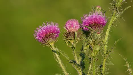 Closeup-of-milk-thistle-flowerheads-against-a-blurred-background