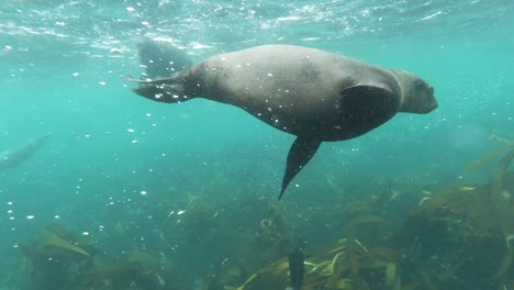 Seelöwen-Spielen-Und-Drehen-Sich-Im-Flachen-Meerwasser-In-Südafrika