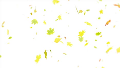 Gelbe-Blätter-Auf-Weiß,-Die-Achtlos-Fallen