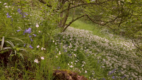 Springtime-scene-in-an-English-woodland-with-ferns,-Ramsons-and-Bluebells-covering-the-ground,-panning-shot