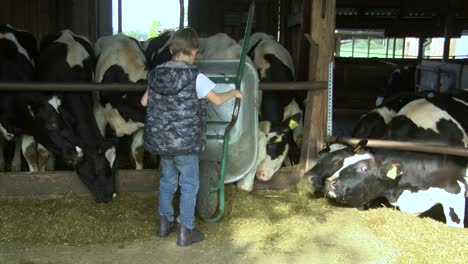 Der-Junge-Füttert-Kühe-Mit-Silage-Auf-Dem-Bauernhof