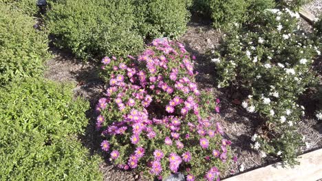 Kleine-Rosafarbene-Michaelmas-Gänseblümchen-Im-Sonnenlicht