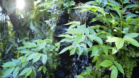 Sun-shines-on-small-waterfall-surrounded-by-green-plants---Camera-pan---Slow-Motion