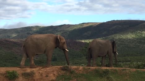 Weicher-Fokus:-Zwei-Elefanten-Liefern-Sich-Einen-Kurzen-Scheinkampf-Um-Die-Vorherrschaft,-Afrika