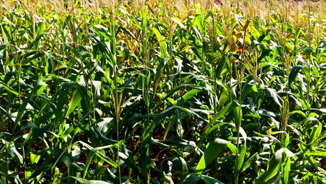 Green-cornfield,-corn-agriculture,-green-nature,-slow-motion
