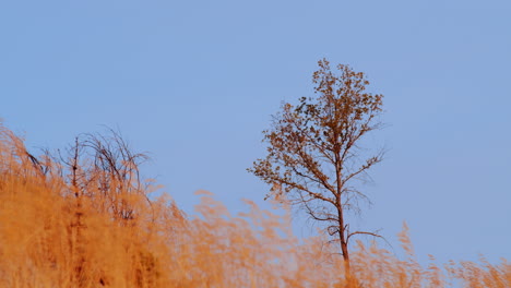 árbol-Solitario-Sobre-Un-Heno-Amarillo-Presentado-Ondeando-Al-Viento-Y-Al-Cielo-Azul-Claro