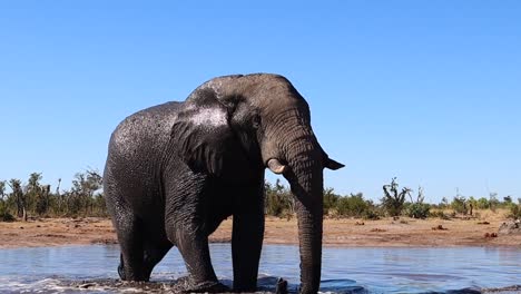 Ein-Einsamer-Afrikanischer-Buschelefant-Taucht-Nach-Einem-Kühlen-Bad-Aus-Dem-Wasser-Auf