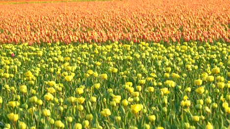Tulipanes-Amarillos-En-Flor-Contra-Un-Fondo-De-Tulipán-Naranja-En-Una-Diapositiva-De-Derecha-A-Izquierda
