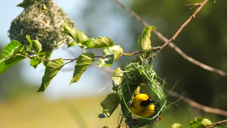 Close-up-Southern-Masked-Weaver-bird-flying-into-freshly-built-nest-and-weaves-new-blade-of-grass,-South-Africa