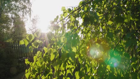 Sunset-visible-through-the-birch-leaves